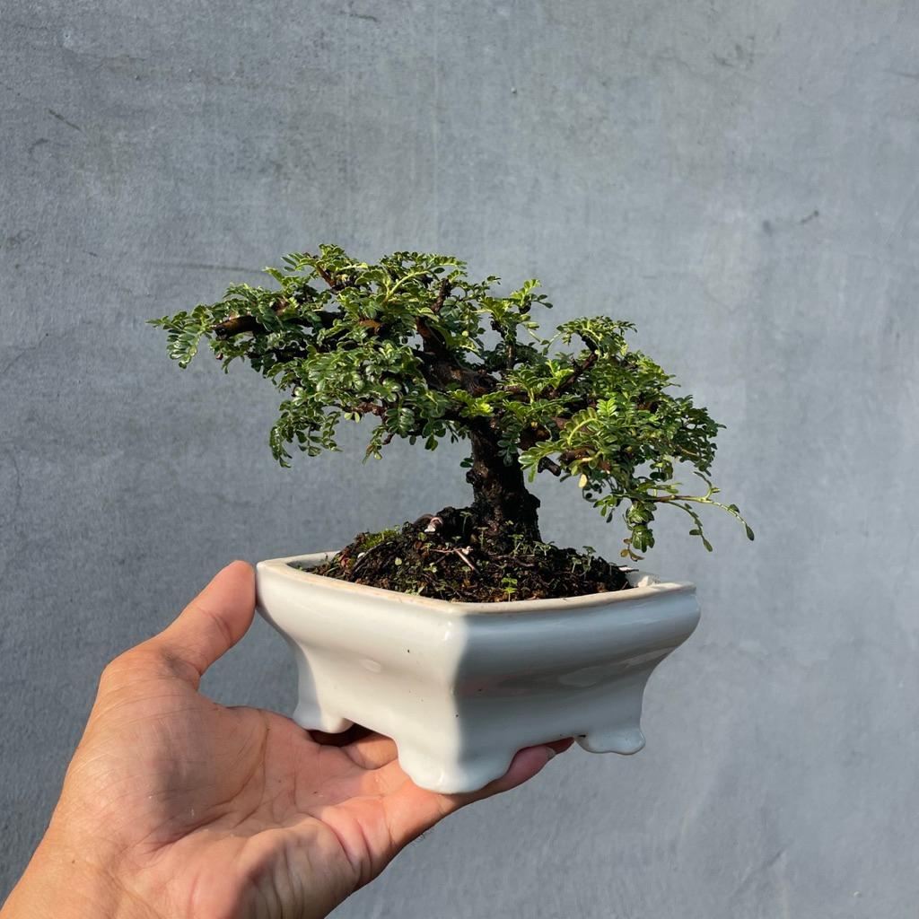 野趣小品盆栽》姬山椒．磯山椒野趣小品盆栽