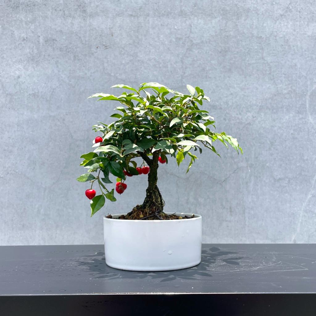 野趣小品盆栽》李氏櫻桃🍒 野趣小品盆栽