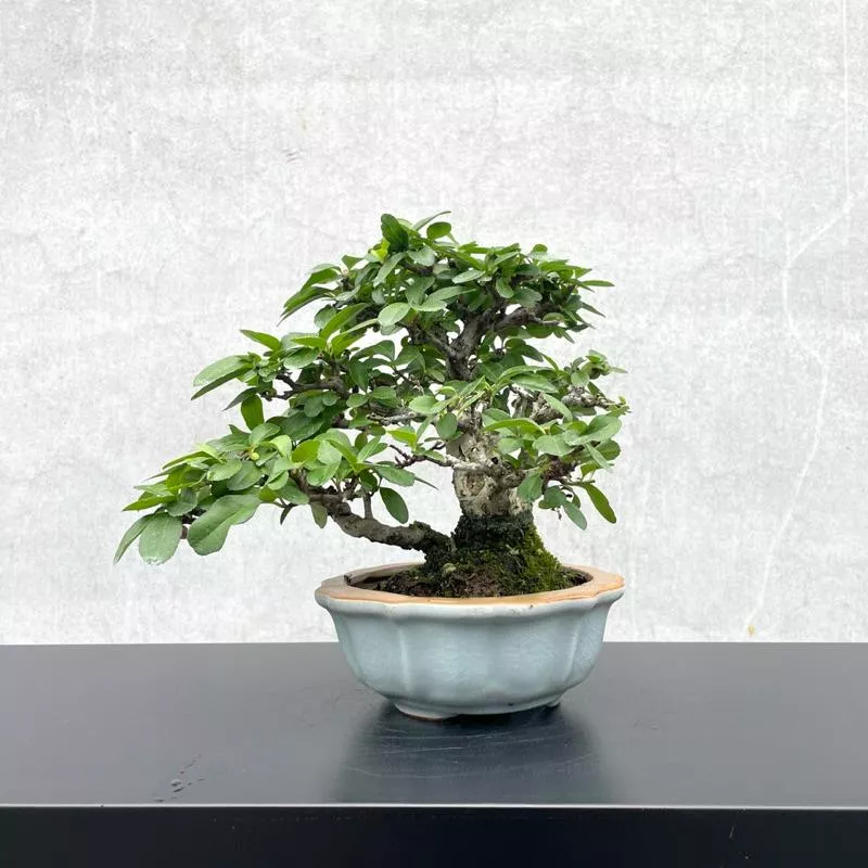 《野趣小品盆栽》日本黃果狀元紅