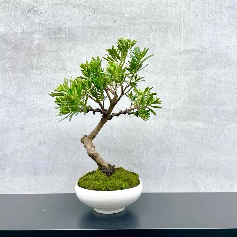 《野趣小品盆栽》羅漢松．送禮