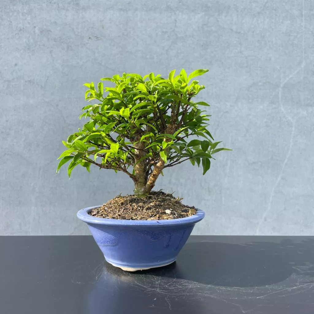 《野趣小品盆栽》小葉香水梅（國泰樹型）