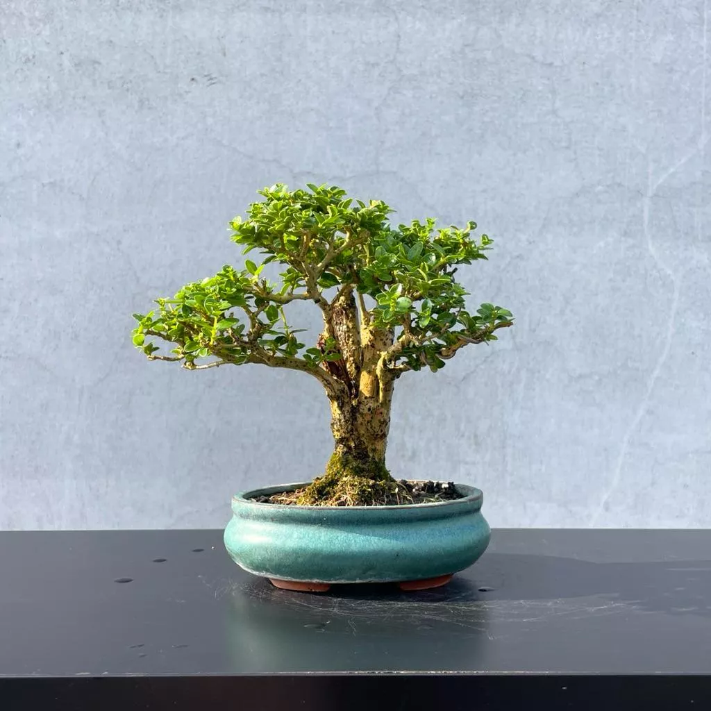 《野趣小品盆栽》米粒壽娘子（收藏家釋出）