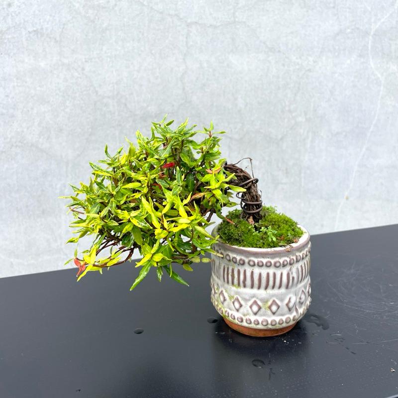 野趣小品盆栽》日本🇯🇵黃金縮緬葛野趣小品盆栽