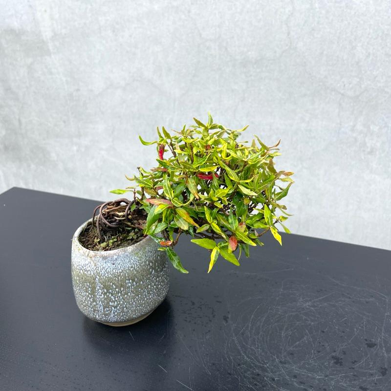 野趣小品盆栽》日本🇯🇵黃金縮緬葛野趣小品盆栽