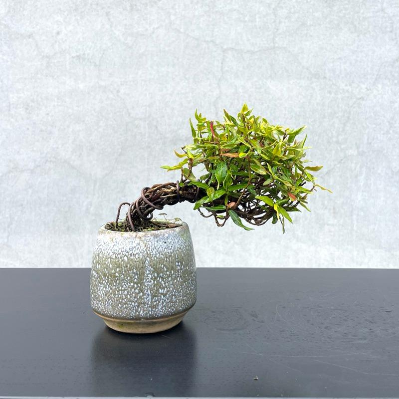 野趣小品盆栽》日本🇯🇵黃金縮緬葛野趣小品盆栽