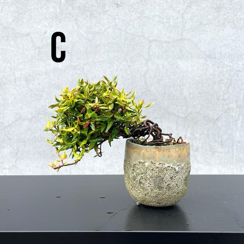 野趣小品盆栽》日本🇯🇵黃金縮緬葛野趣小品盆栽