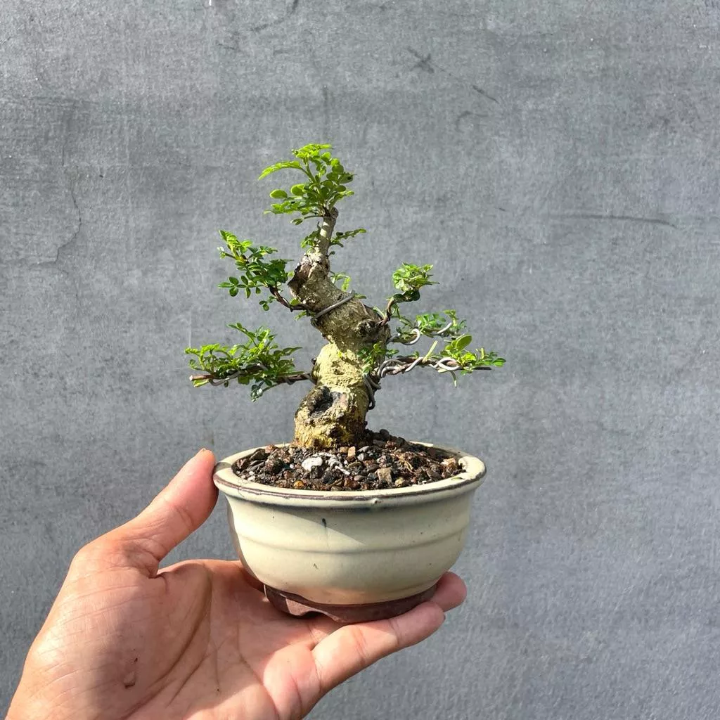 《野趣小品盆栽》胡椒樹．胡椒木盆栽（迷你矮肥）