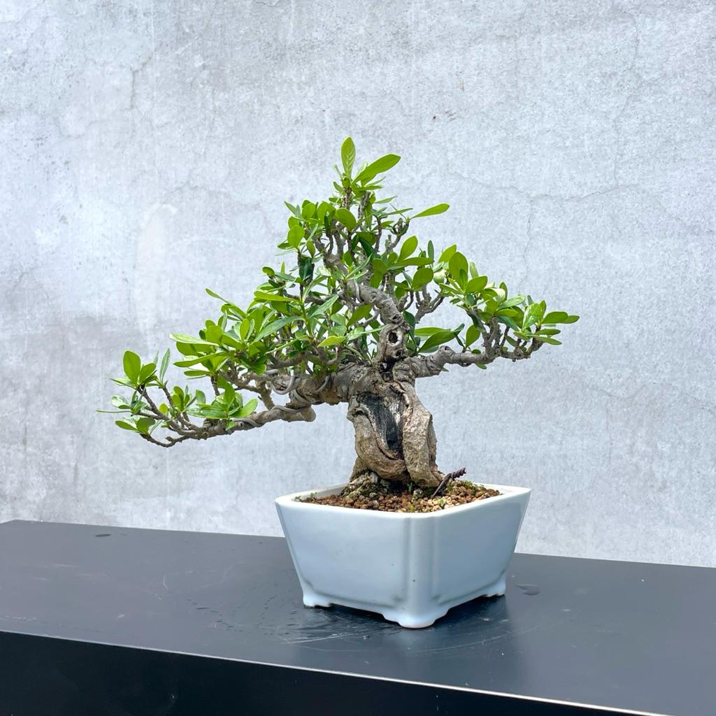野趣小品盆栽》梔子花．黃梔子（精品） 野趣小品盆栽