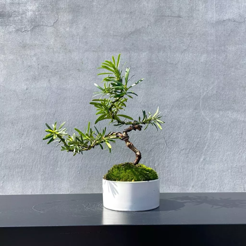 《野趣小品盆栽》雀舌羅漢松．送禮盆栽