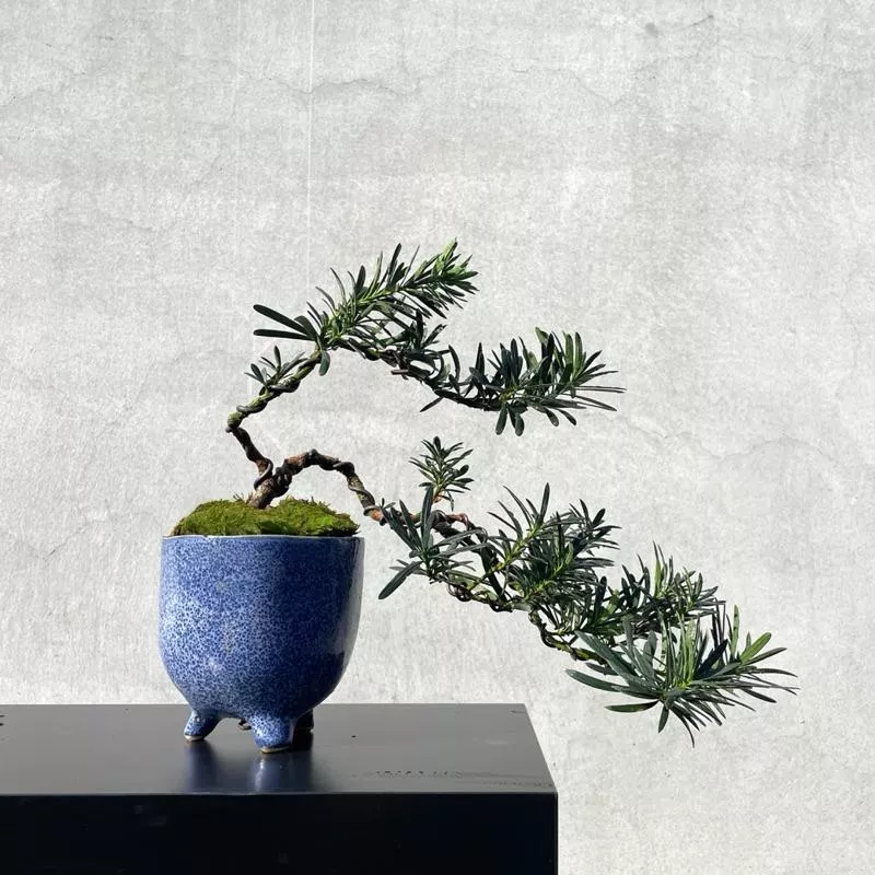 《野趣小品盆栽》雀舌羅漢松