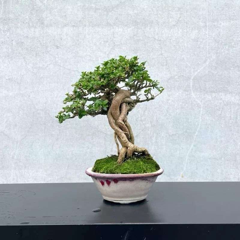 《野趣小品盆栽》米粒壽娘子（藏家釋出）