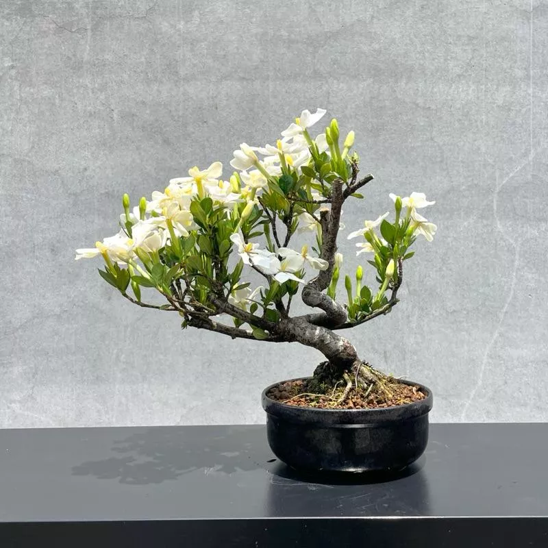 《野趣小品盆栽》梔子花．一寸法師