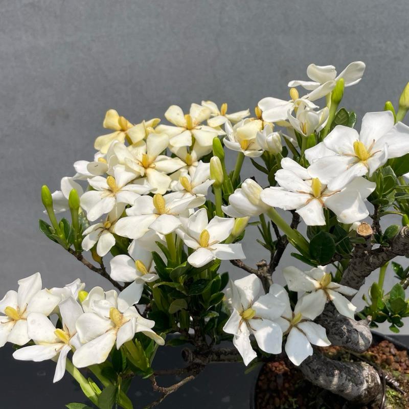 野趣小品盆栽》梔子花．一寸法師野趣小品盆栽
