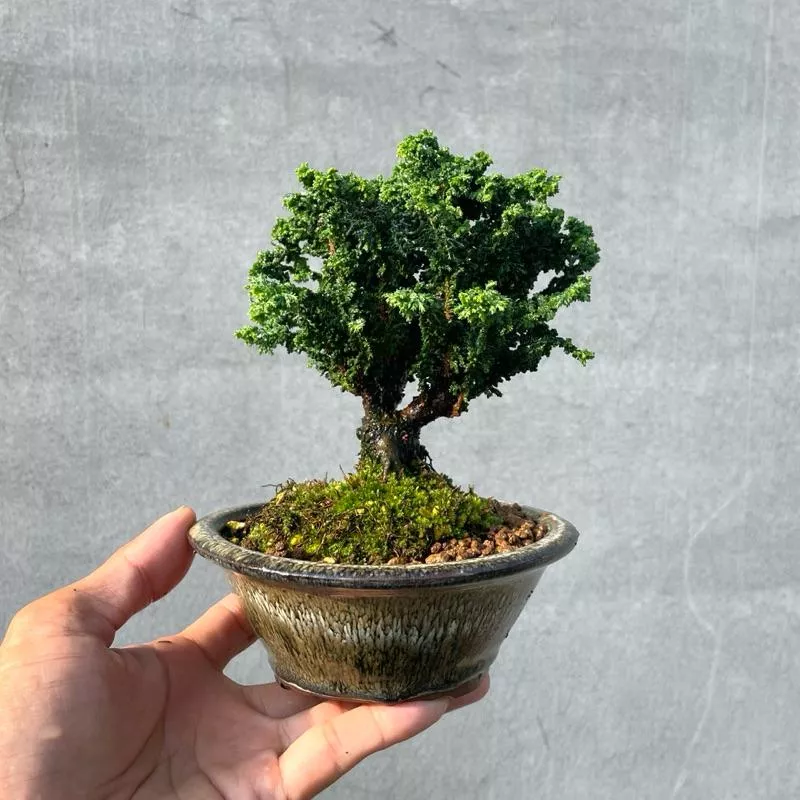 《野趣小品盆栽》石化檜