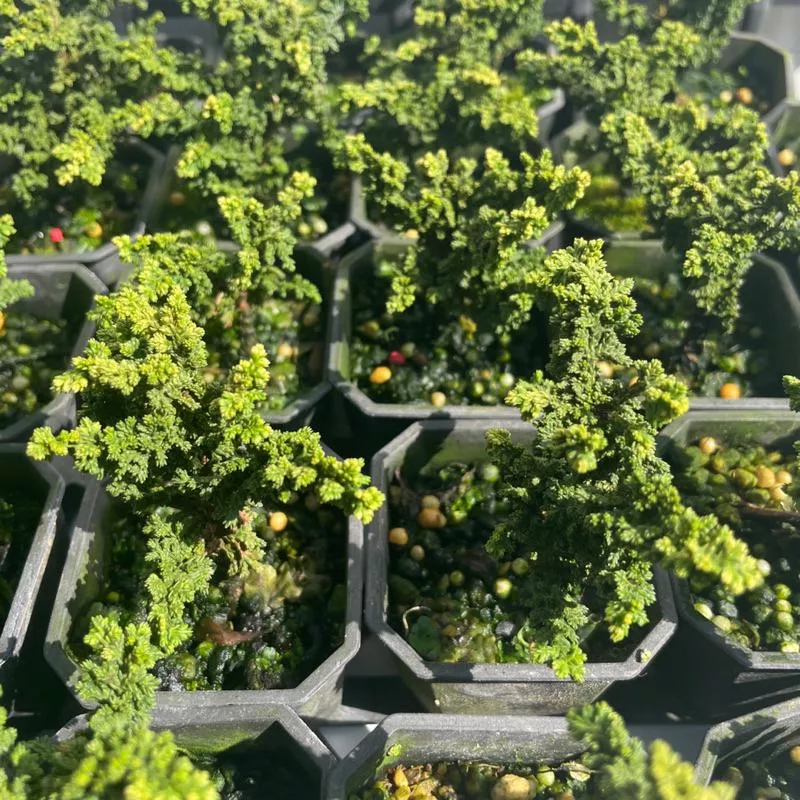 《野趣小品盆栽》吹雪黃金石化檜(稀有特殊品種）