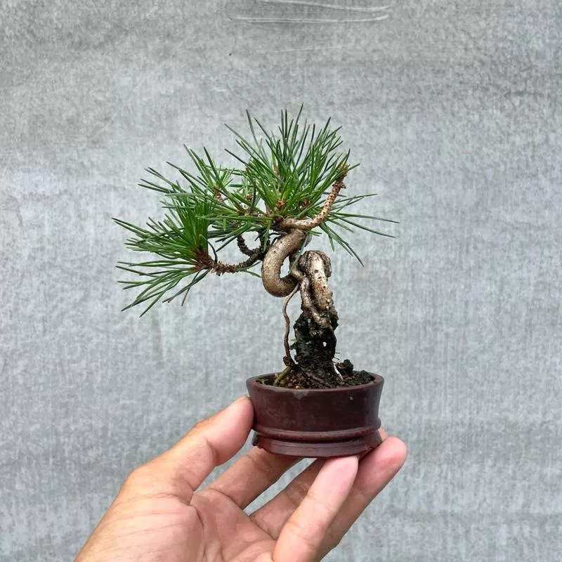 《野趣小品盆栽》黑松．幹身超扭轉．中國宜興老盆