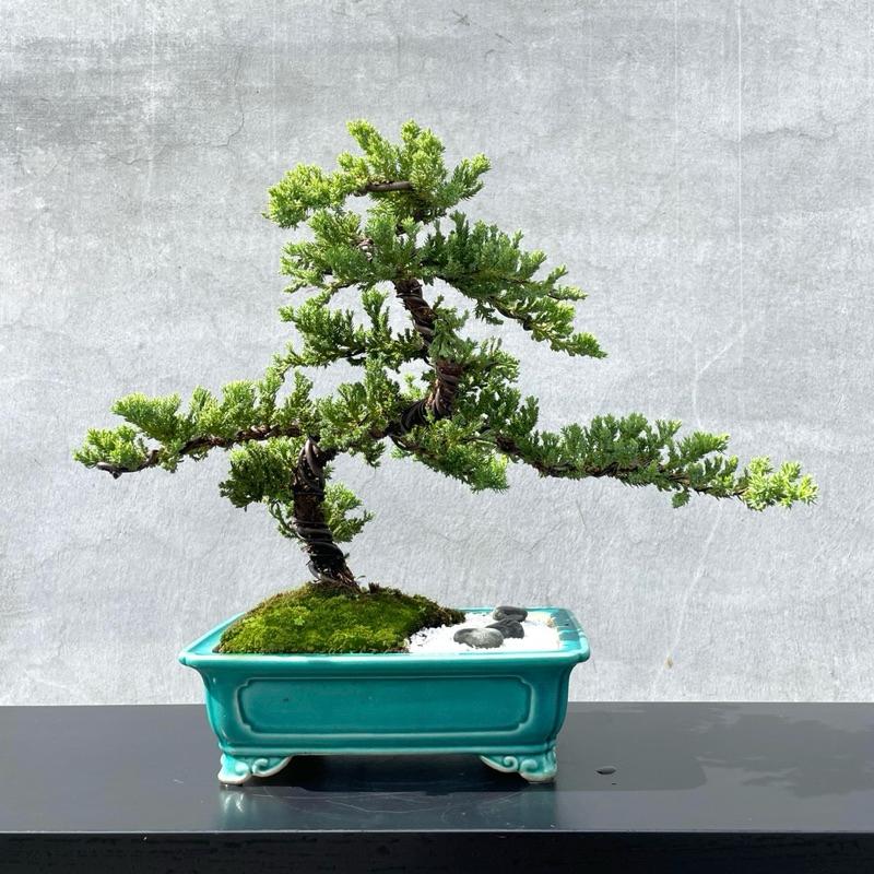 野趣小品盆栽》珍珠柏150．松柏盆栽．真柏（精品） 野趣小品盆栽