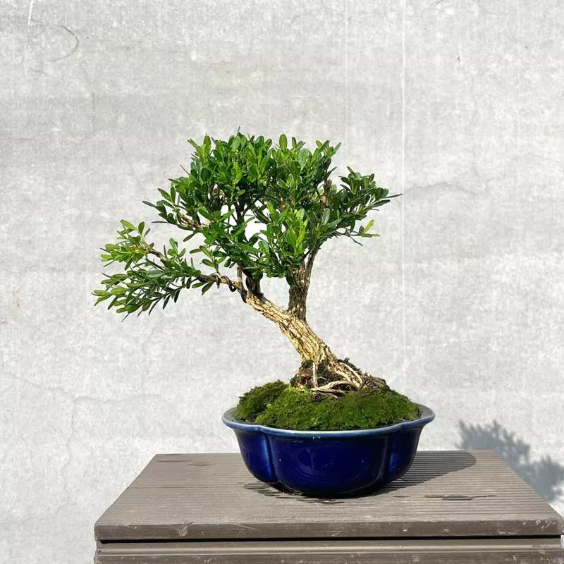 《野趣小品盆栽》雀舌黃楊（星宇盆）金柳