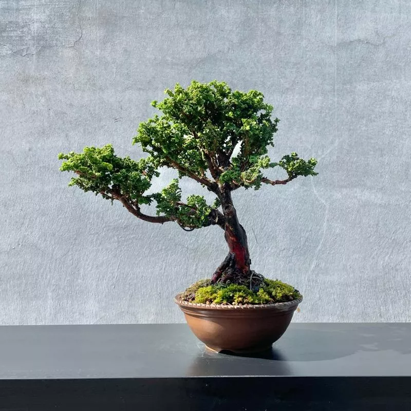 《野趣小品盆栽》日本石化檜🇯🇵精品