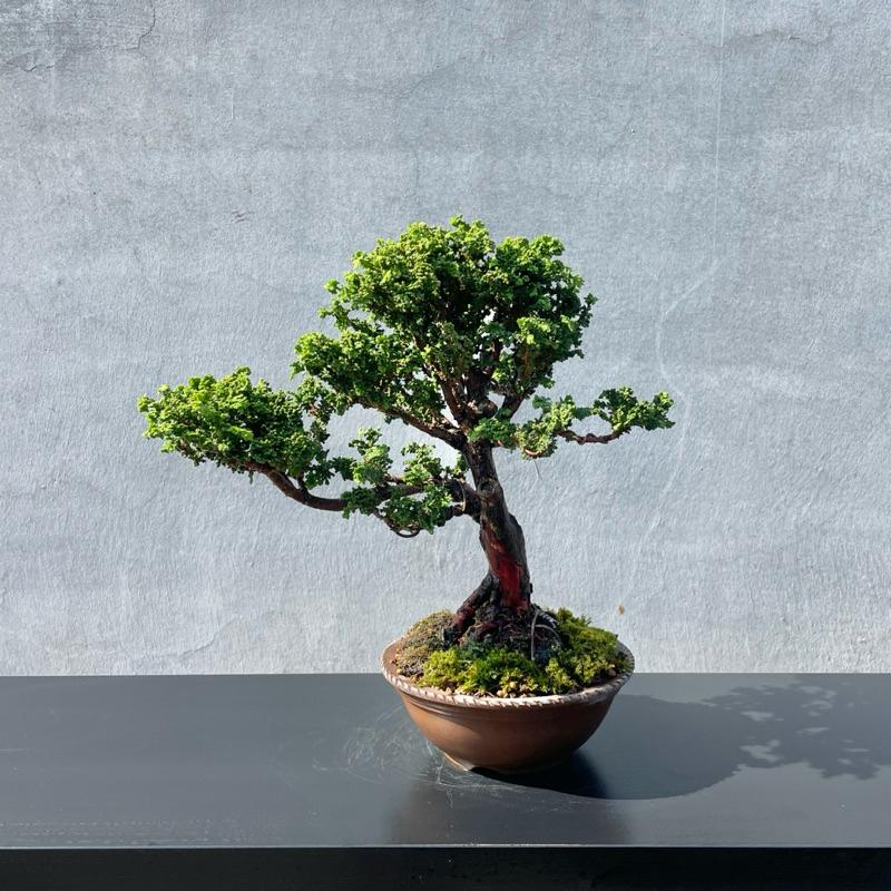野趣小品盆栽》日本石化檜🇯🇵精品野趣小品盆栽