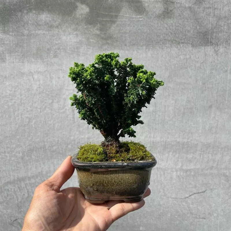 《野趣小品盆栽》石化檜（矮粗頭）