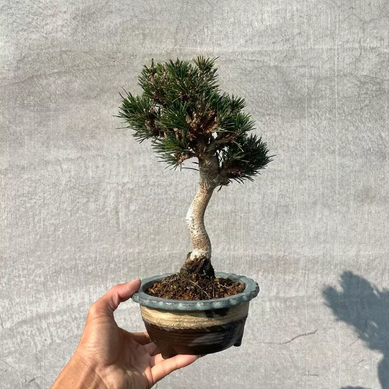 《野趣小品盆栽》日本🇯🇵進口·千壽丸·日本黑松·短葉