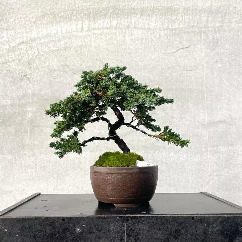 《野趣小品盆栽》杜松．松柏盆栽．盆景．送禮