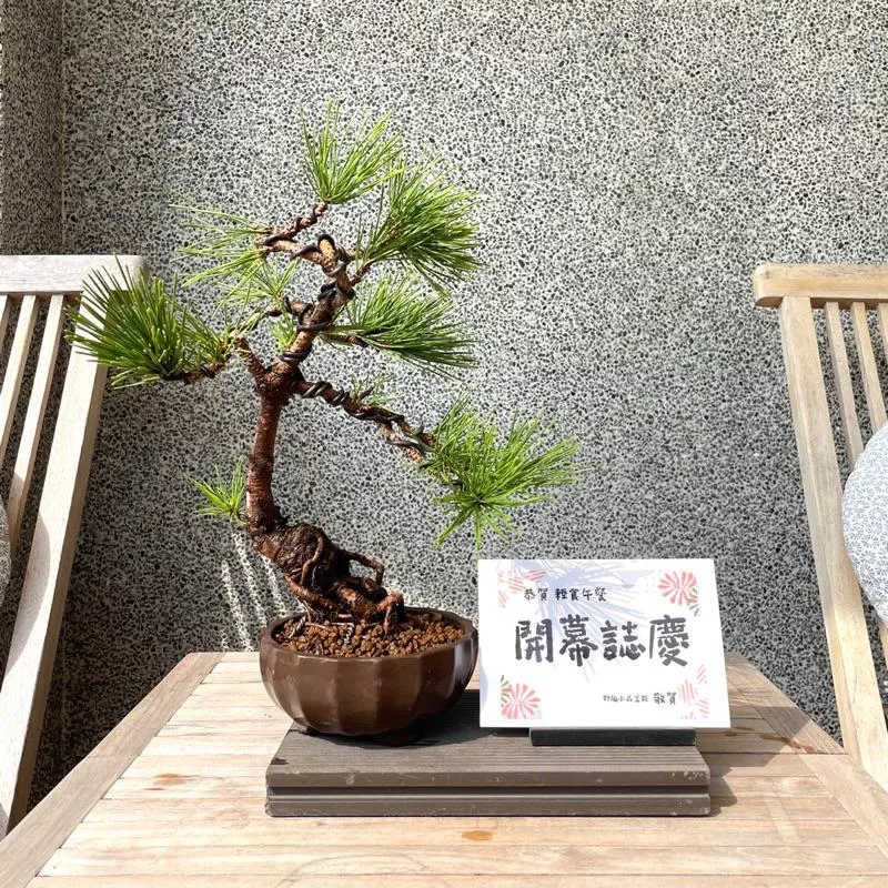 《野趣小品盆栽》黑松