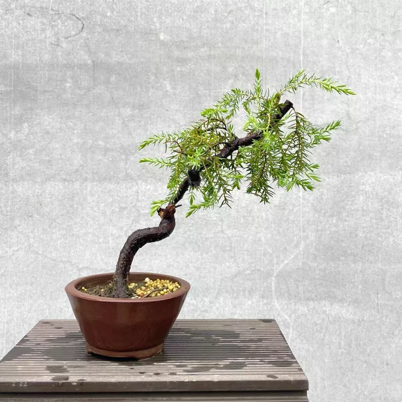 《野趣小品盆栽》垂枝杜松·幹身彎曲