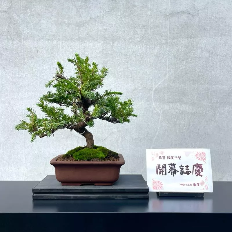 《野趣小品盆栽》日本🇯🇵八房杜松