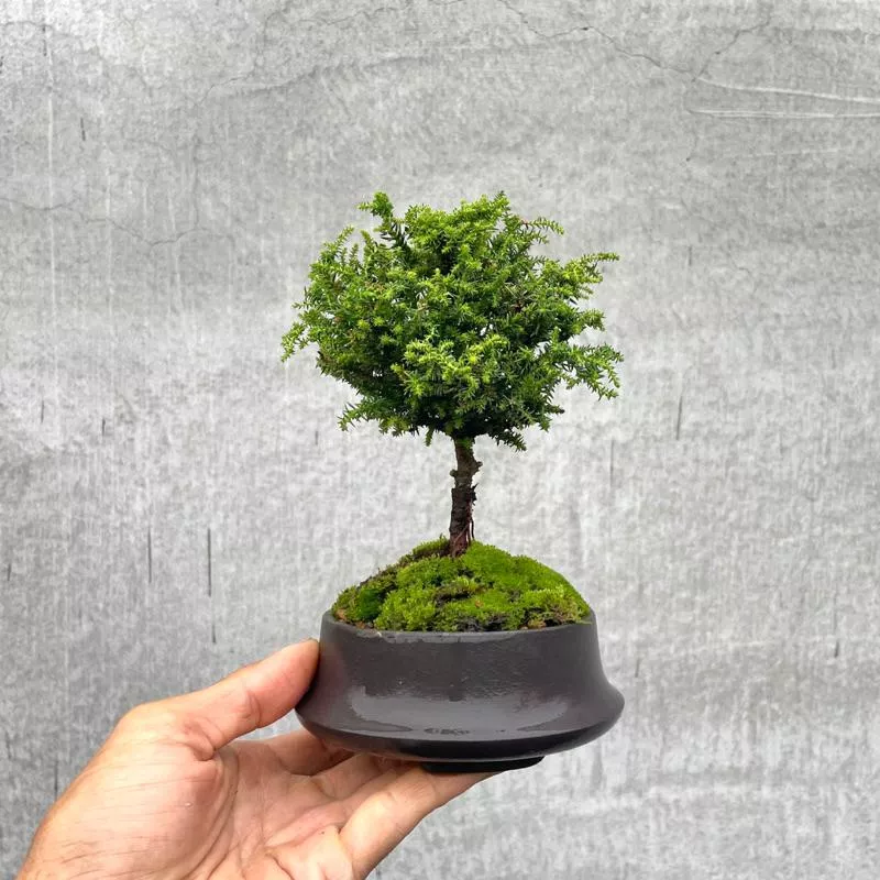 《野趣小品盆栽》日本🇯🇵珍珠八房杉．八房珍珠杉