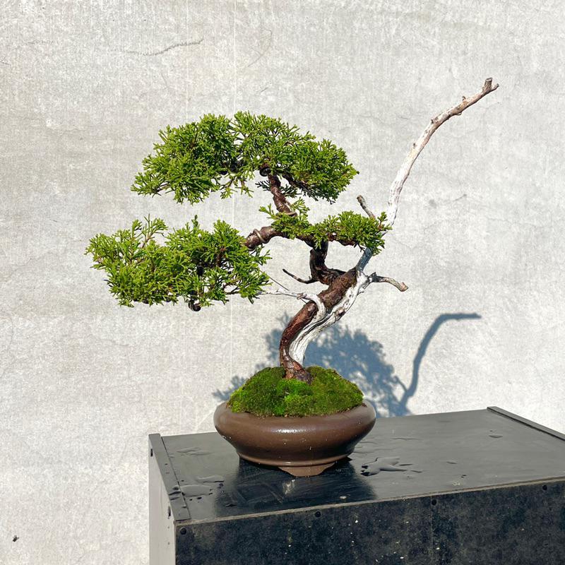 野趣小品盆栽》宮阪系魚川真柏79（精品文人樹形） 野趣小品盆栽