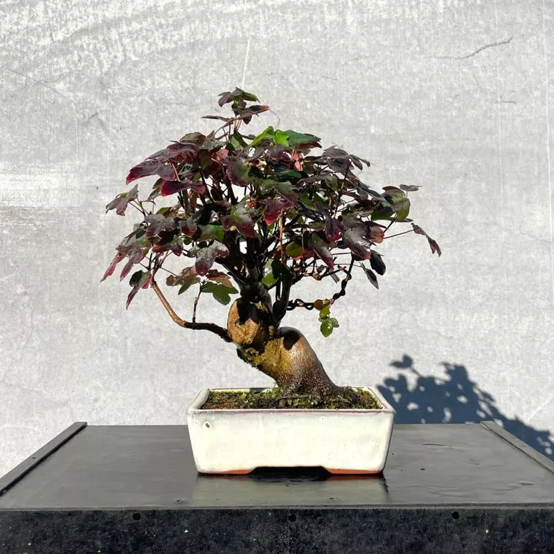 《野趣小品盆栽》宮樣楓．粗肥（紅葉）