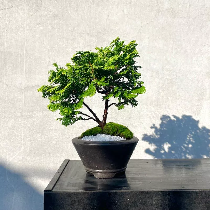 《野趣小品盆栽》黃金檜木盆景