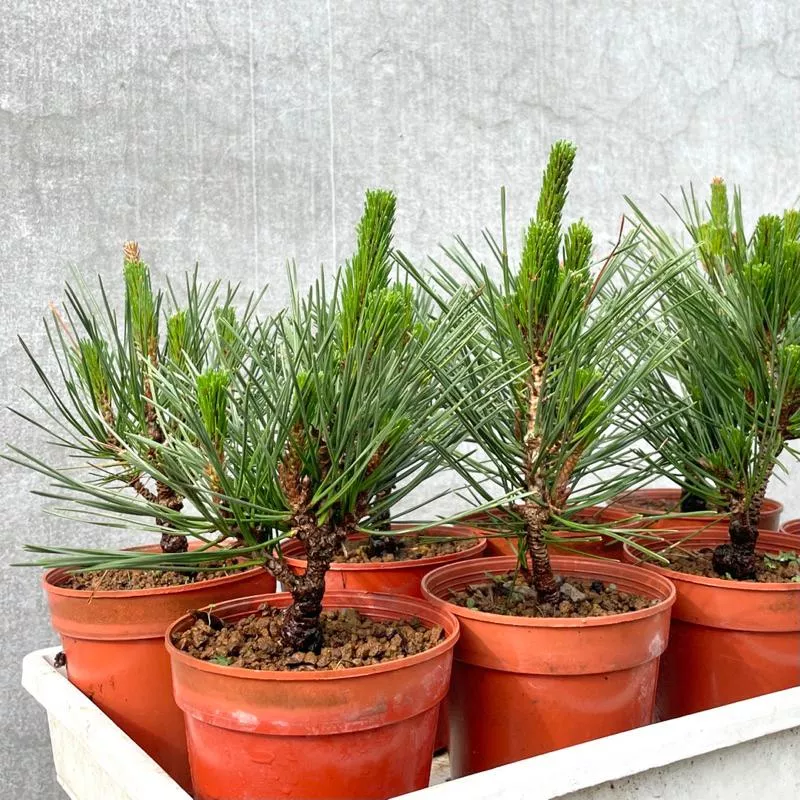 《野趣小品盆栽》日本進口🇯🇵八房岩石性黑松．品種黑松