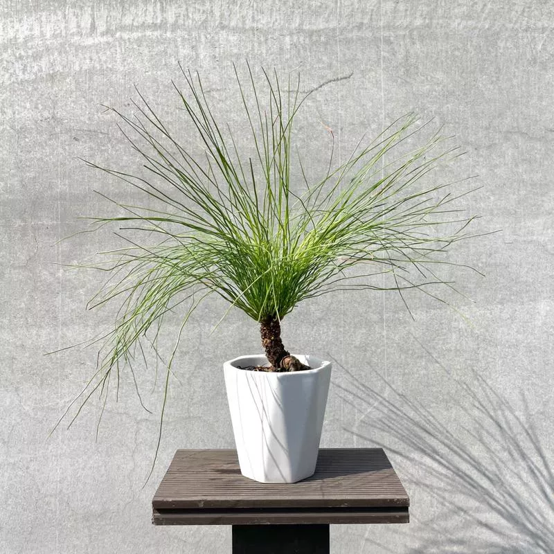 《野趣小品盆栽》🇯🇵日本進口黑松品種．大王松