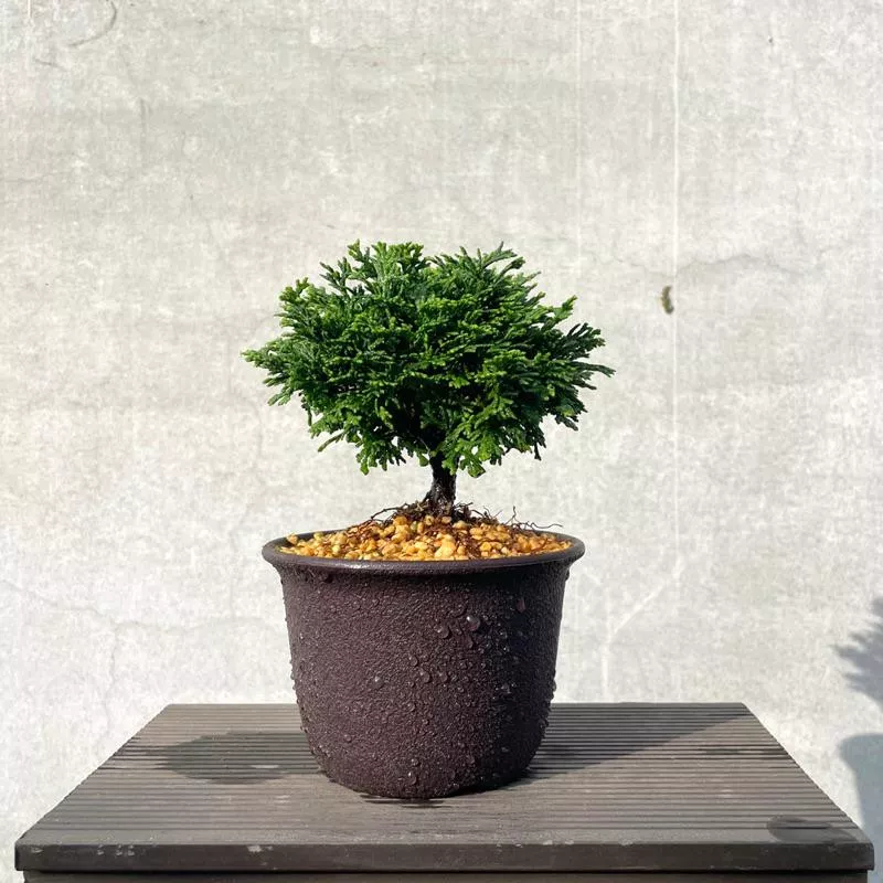 《野趣小品盆栽》日本進口🇯🇵 - 連山檜（連山ヒノキ)
