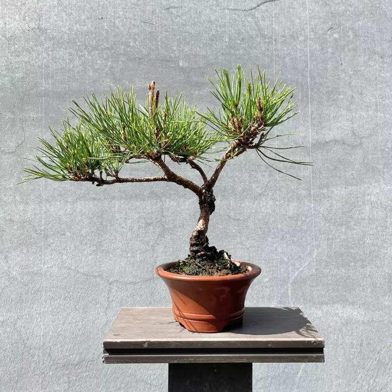 《野趣小品盆栽》日本🇯🇵錦松-銀星錦松