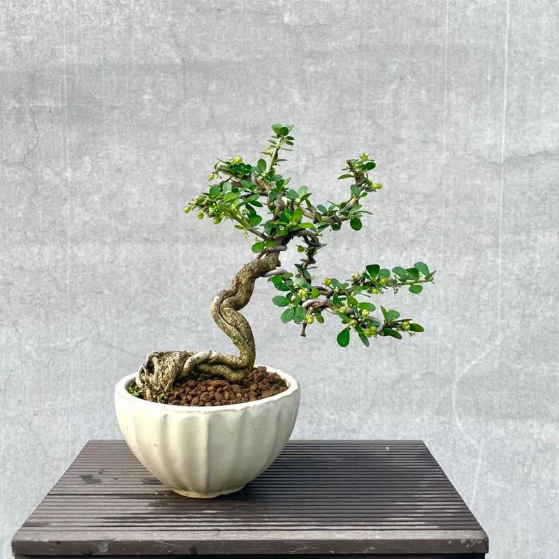 《野趣小品盆栽》姬牛港刺（極小葉品種）·愛心果實