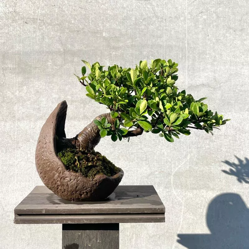 《野趣小品盆栽》梔子花．黃梔子（精品）