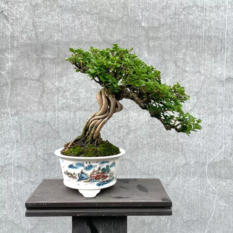 《野趣小品盆栽》米粒壽娘子（精品、山水盆）