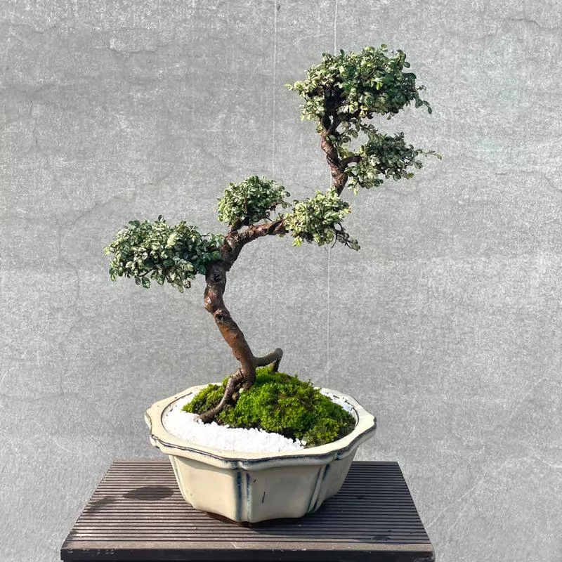 《野趣小品盆栽》斑葉榆樹