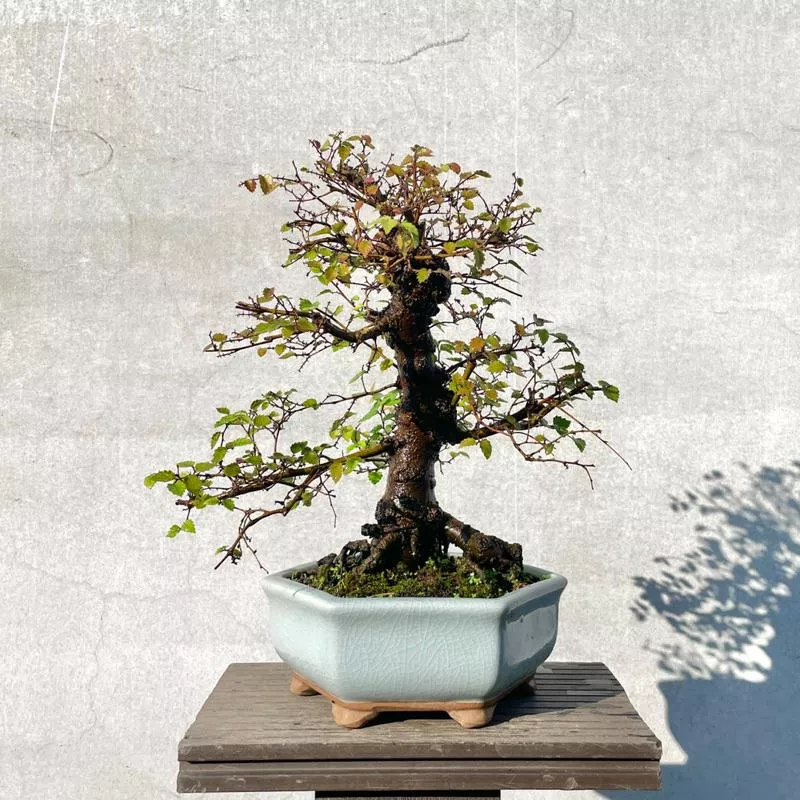 《野趣小品盆栽》老櫸樹．冰裂盆