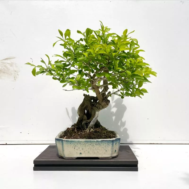 《野趣小品盆栽》金露花．稀有（幹身舍利）