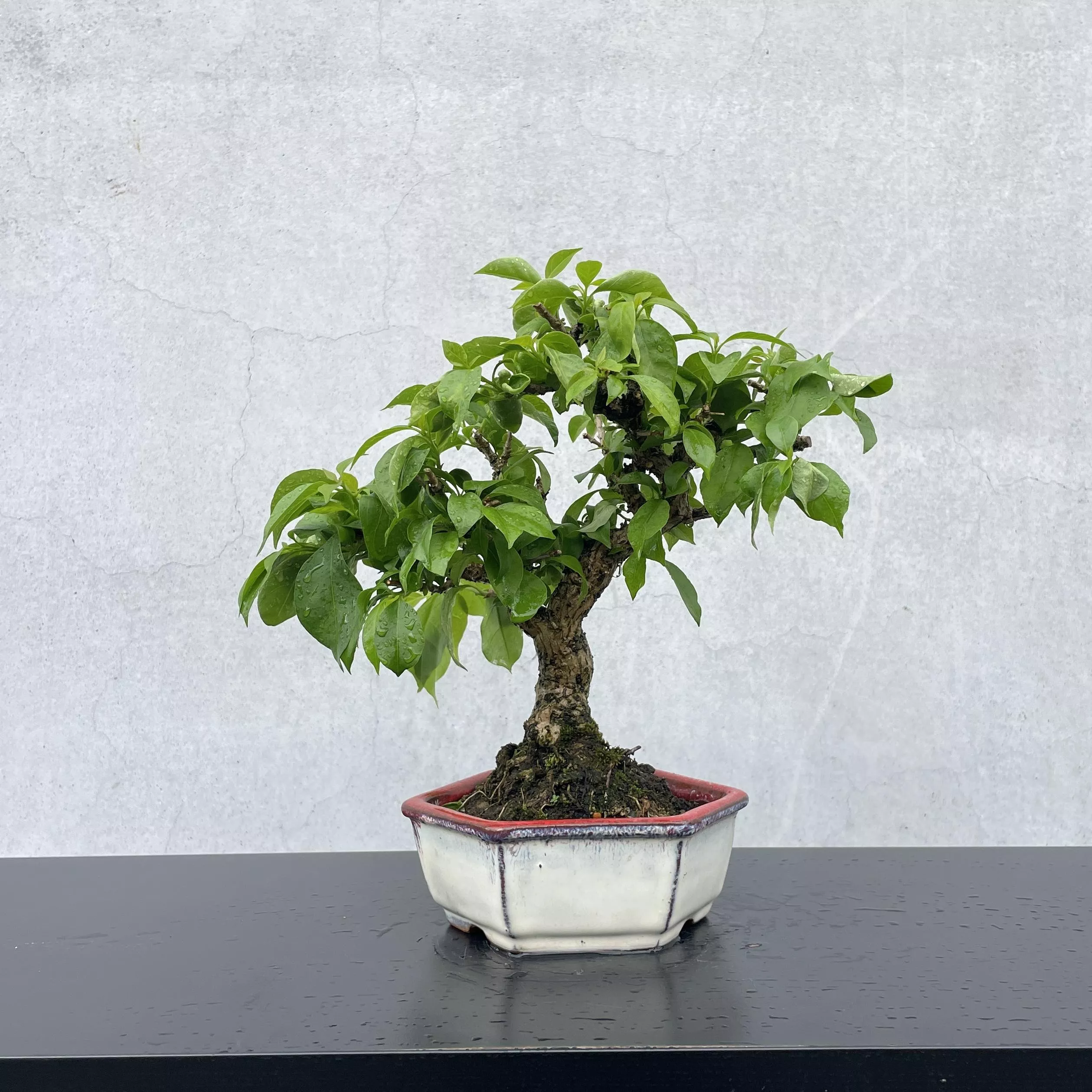 《野趣小品盆栽》九重葛03·盆景盆栽