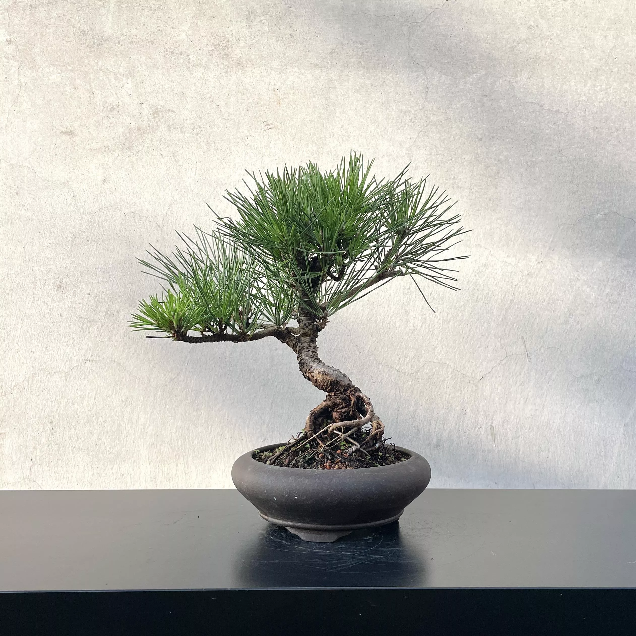 《野趣小品盆栽》黑松·中國宜興盆