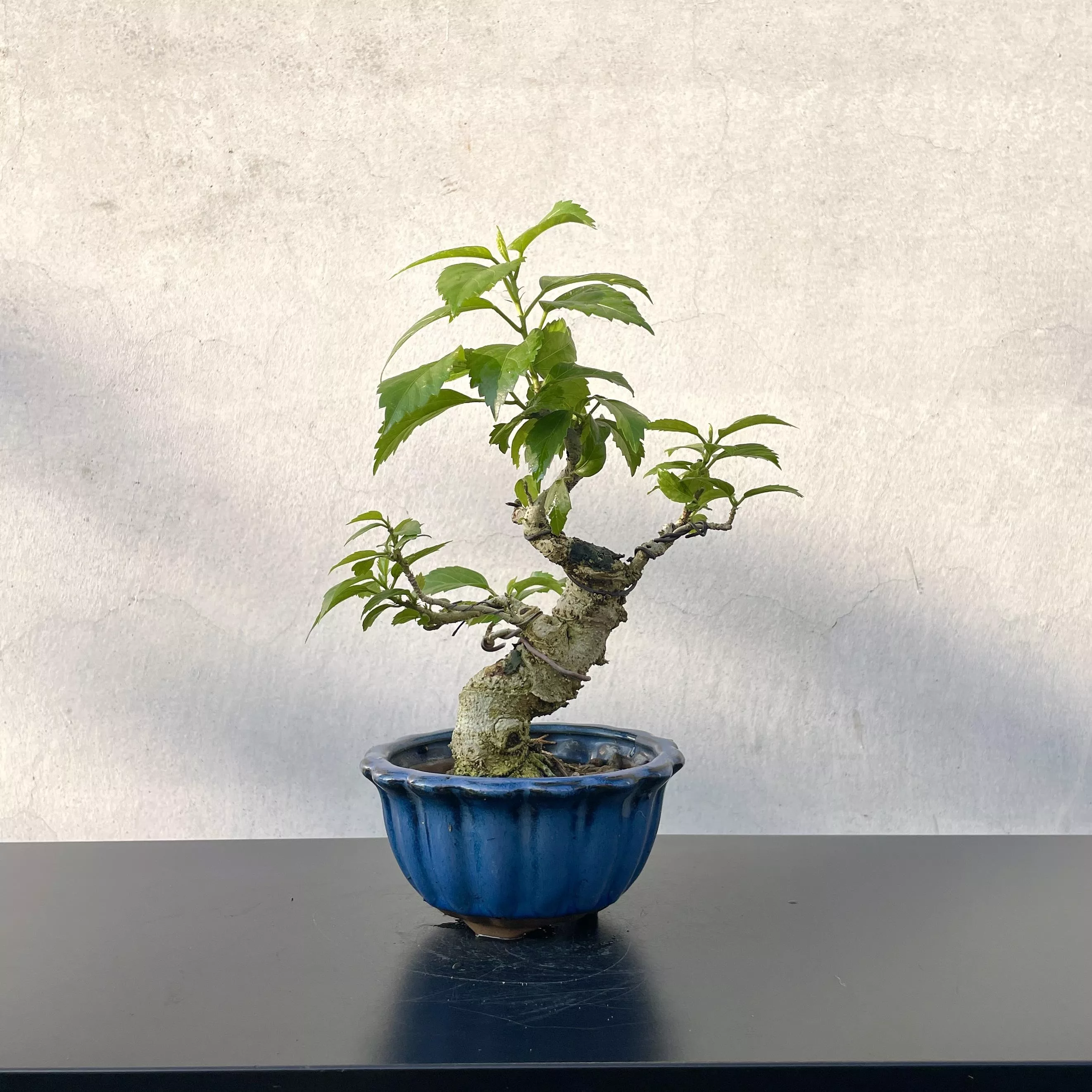 《野趣小品盆栽》扶桑．重辦紅花