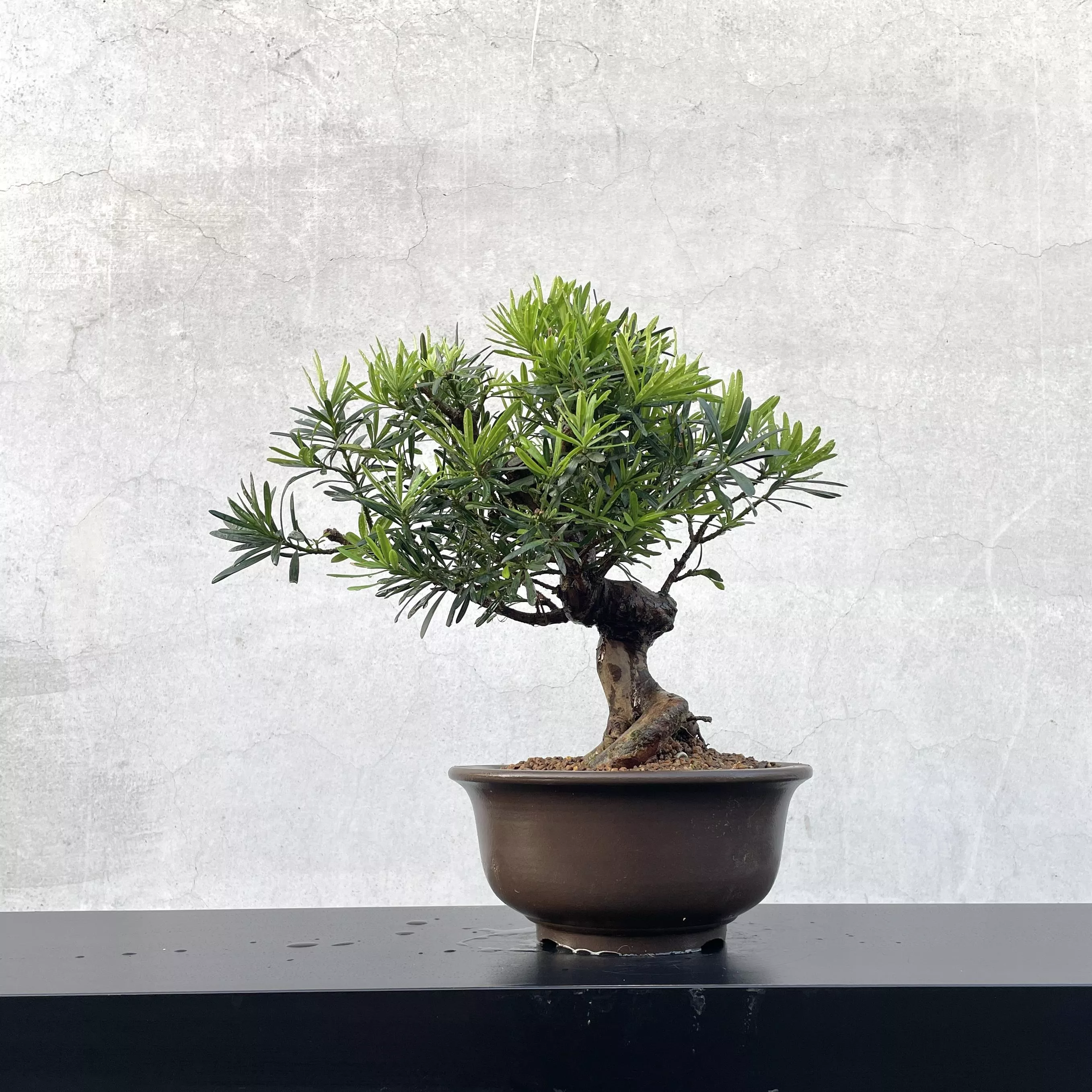 《野趣小品盆栽》雀舌羅漢松（精品）