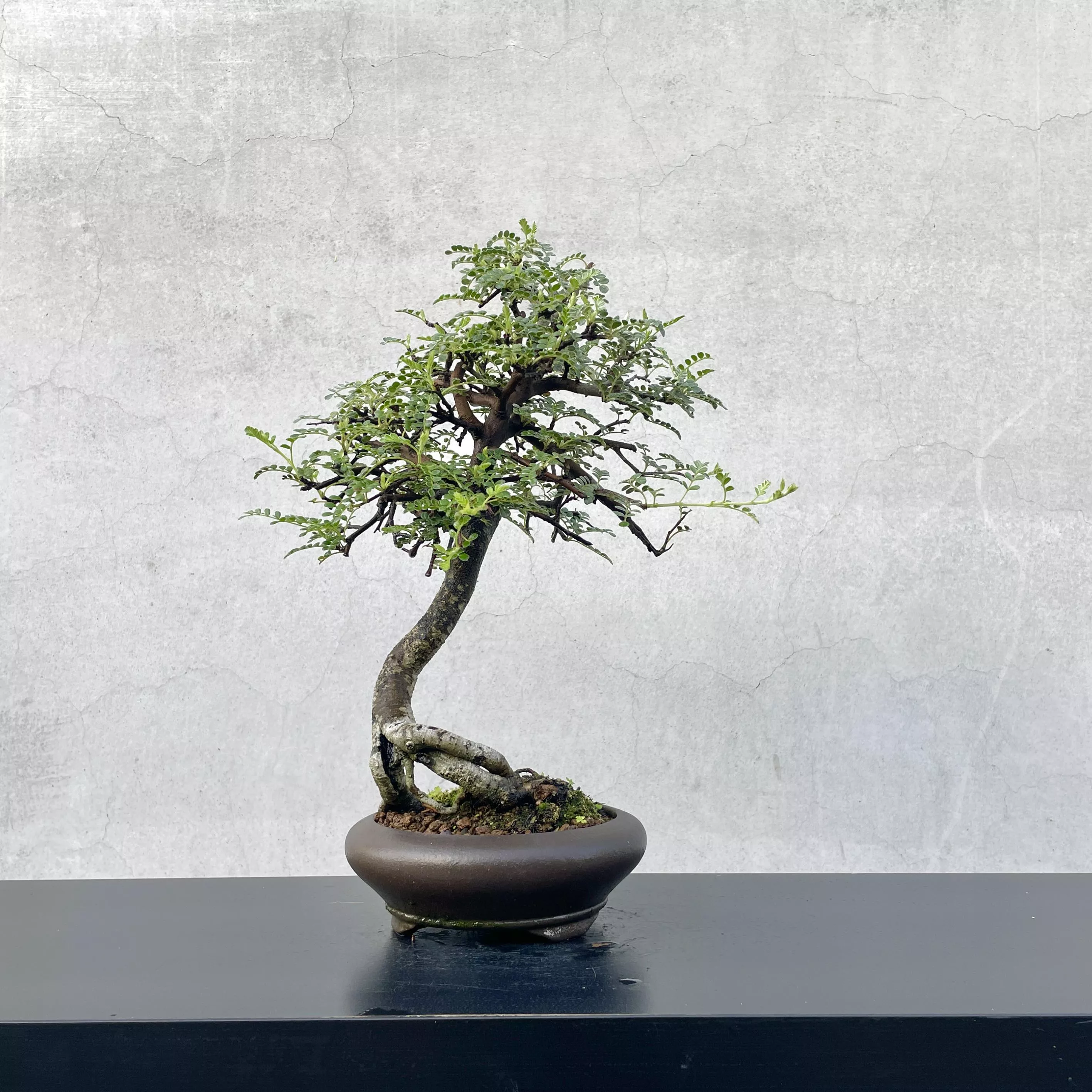 《野趣小品盆栽》姬山椒．磯山椒（老欉）