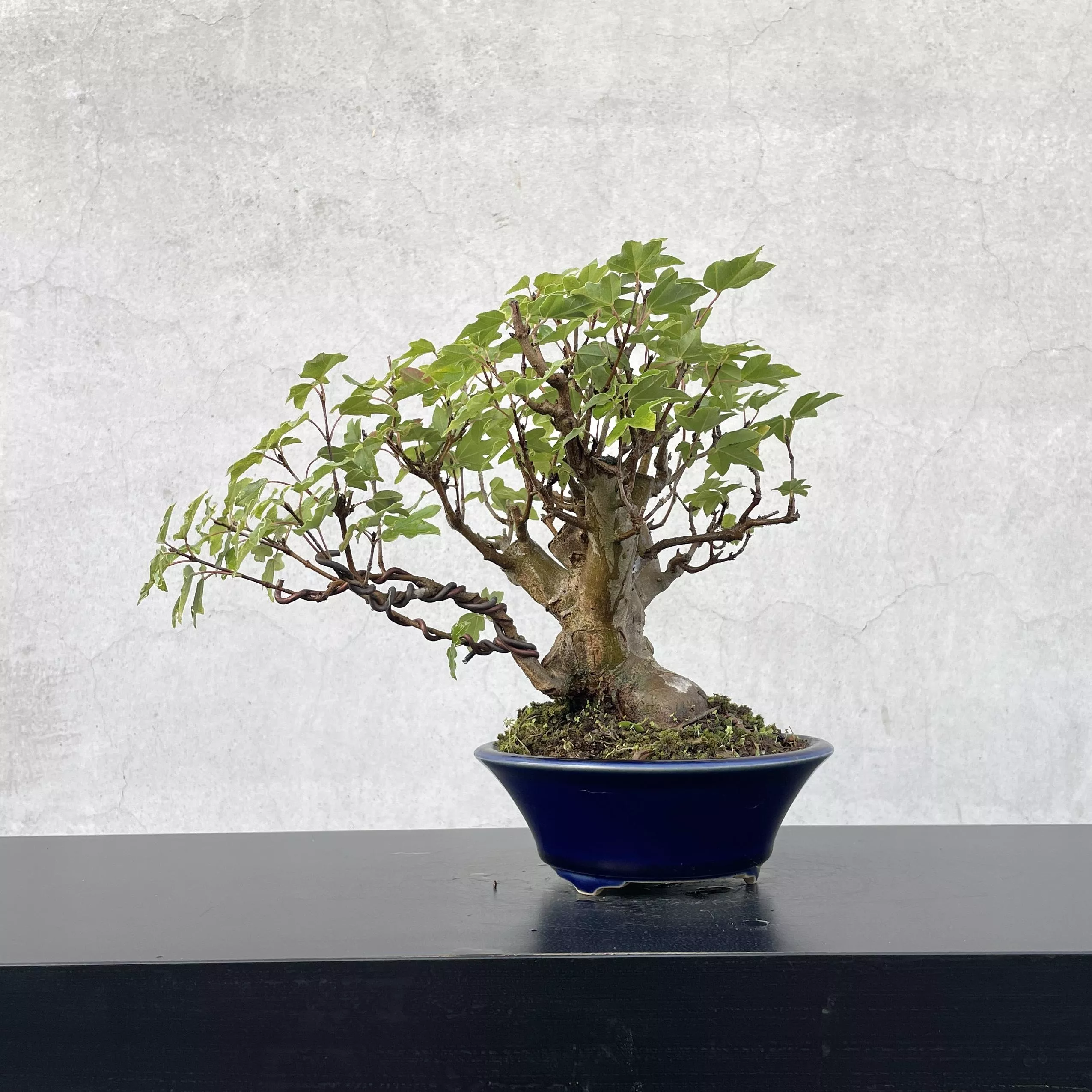 《野趣小品盆栽》宮樣楓．粗肥（冬季會紅葉）